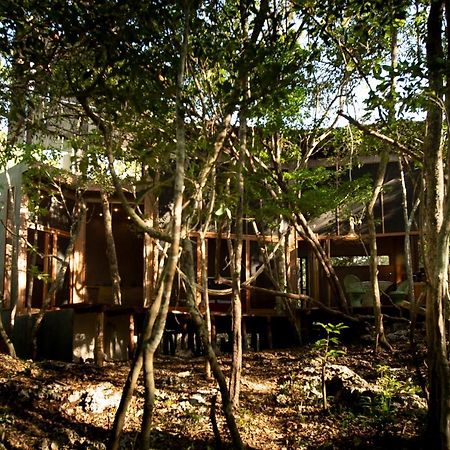 Ojo De Arbol, Boutique Cabin In The Real Jungle تولوم المظهر الخارجي الصورة