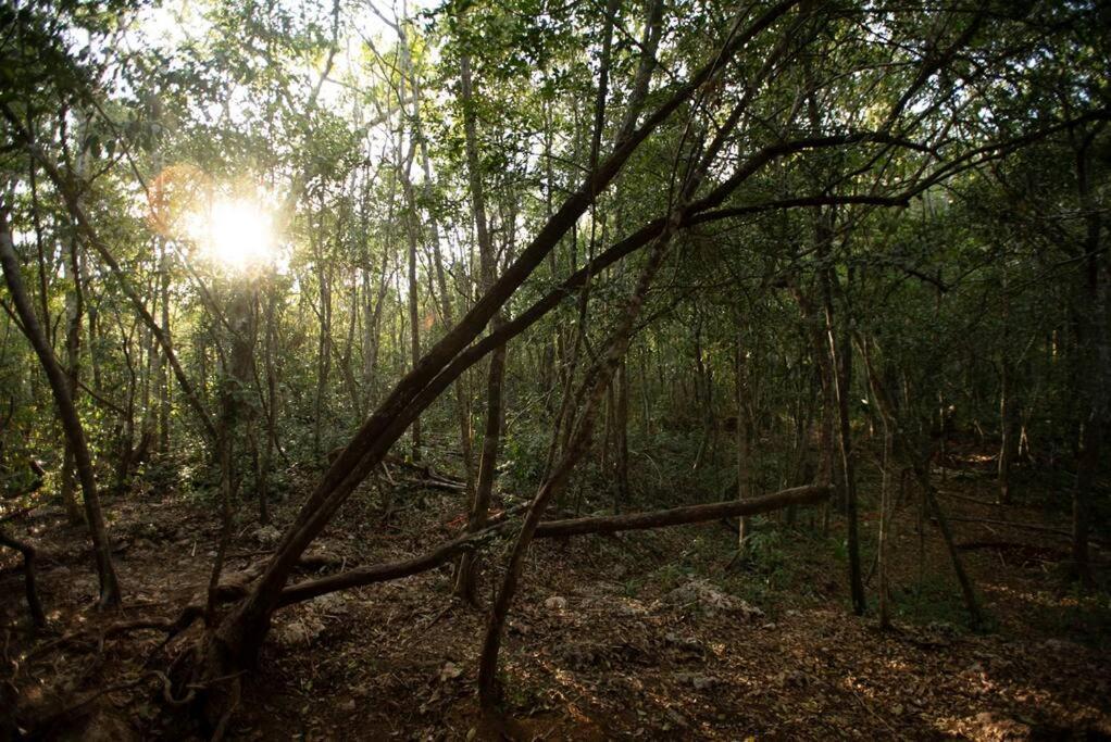Ojo De Arbol, Boutique Cabin In The Real Jungle تولوم المظهر الخارجي الصورة